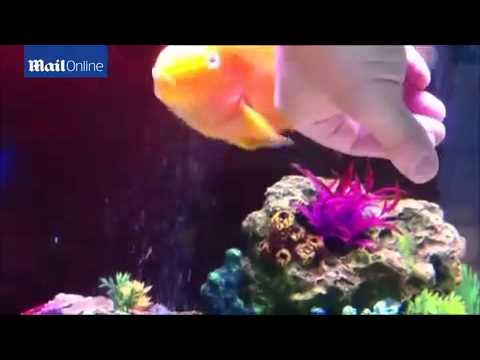 بالفيديو رجل يداعب سمكته مثل معاملته للحيوانات الأليفة