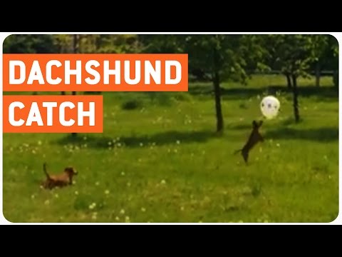 شاهد بالفيديو مشاجرة طريفة بين كلبين