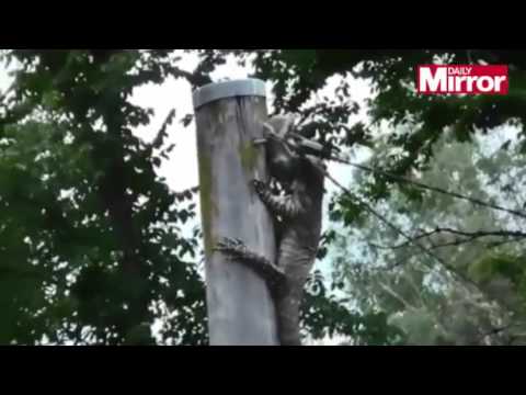 فيديو سحلية تبتلع أرنب خلال أقل من دقيقة