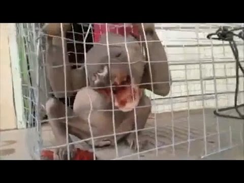 شاهد العثور على مخلوق غريب في أحد الأنهار