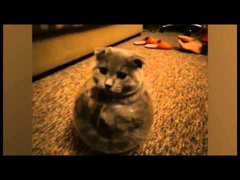 قطة بدينة تختبئ في وعاء زجاجي بأعجوبة