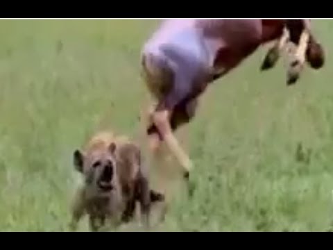 رشاقة ظبي تنقذه من أنياب ضبع مفترس