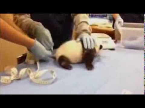 لحظات طريفة لباندا تصرخ كالأطفال