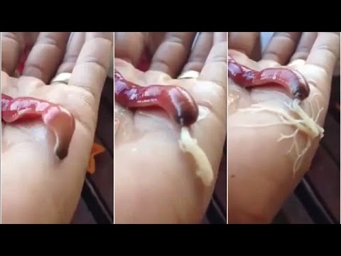 بالفيديو مخلوق بحري مقزز يحقق أسطورة سبايدرمان