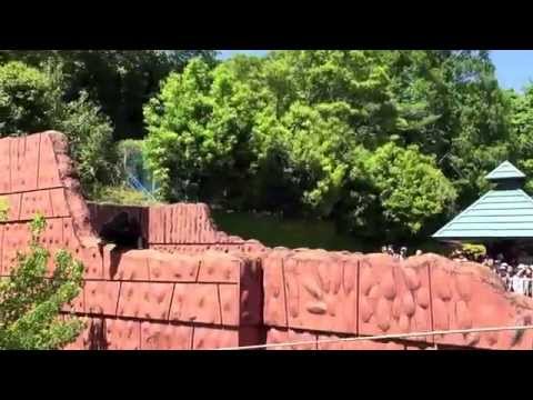 بالفيديو أطرف وأجمل محاولة هروب لدب من حديقة الحيوان