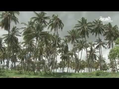 شاهد شجرة جوز الهند تعتبر زينة مزارع الصومال