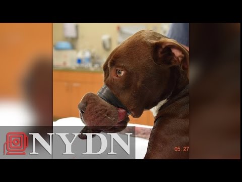 شاهد القبض على أميركي أثار الرأي العام بسبب كلبة