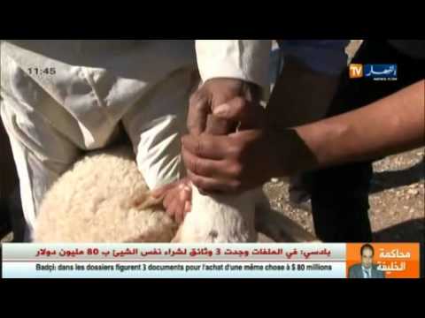 بالفيديو خسائر فادحة يتكبدها مربو المواشي في خنشلة