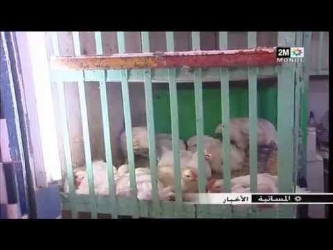 الأسر المغربيَّة تفضّل أكل الاسماك واللحوم البيضاء