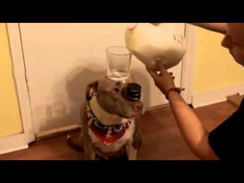 كلب يحمل كوب لبن على رأسه