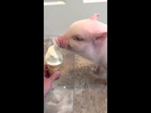 شاهد خنزير يأكل آيس كريم لأول مرة في حياته