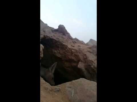 فيديو قرية تستنجد بالجيش الصيني لتدمير عش دبابير