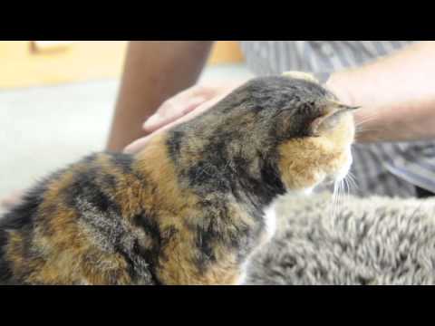 شاهد نفوق أكبر قطة معمرة في العالم أثناء نومها