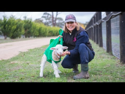بالفيديو خروف يتعلم المشي في كيس بلاستيك