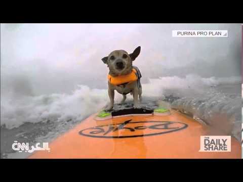شاهد كيف تحدت أجرأ كلاب فى العالم الامواج