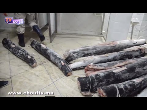 بالفيديو حجز 15 طنًا من الأسماك الفاسدة في الدار البيضاء