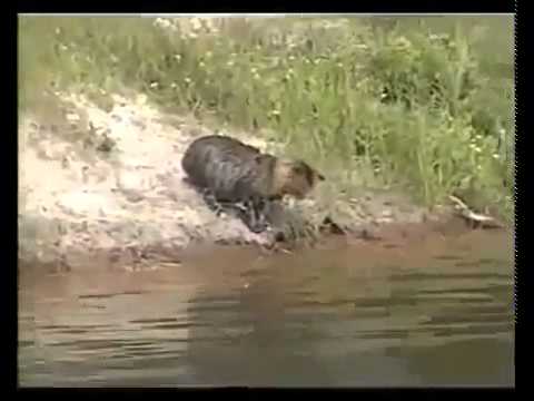 بالفيديو القطط تبحث عن الأسماك في البحيرة