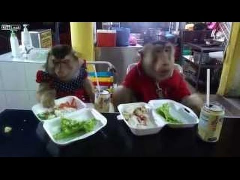 قرد يسرق الطعام من طبق زوجته