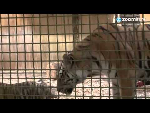 شاهد حديقة حيوانات تحتفل بولادة أربعة أشبال