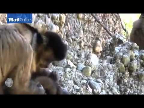 قرد الكبوشي يستخدم الجذوع الصغيرة في تنظيف انفه