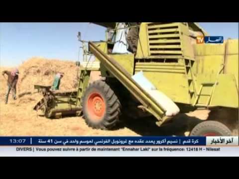 شاهد مزارعو تيارت يحصدون منتجاتهم بطرق تقليدية