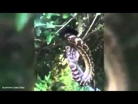 شاهد ثعبان مفترس يلتهم وطواطا ضخما