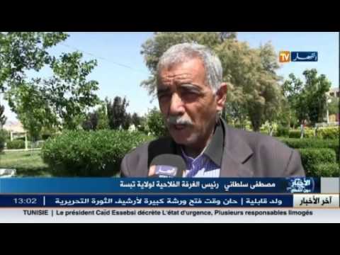 حالة جفاف تضرب ولاية التبسة ما أدى الى تعرقل قطاع الفلاحة