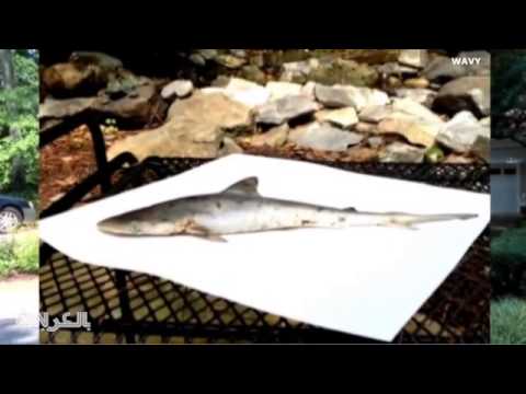 سمكة تسقط من فم طائر لعائلة أميركية