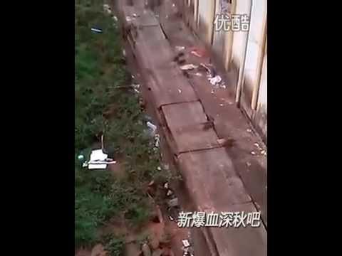 جرذان كثيرة تغزو احد السجون