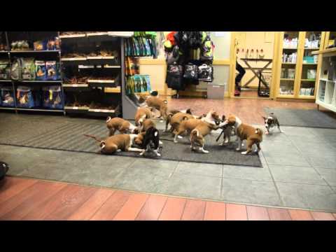 طفل جريء يلعب مع 16 كلبًا