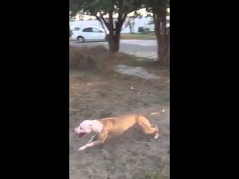 بالفيديو كلب محترف يطير صعودا على الجدران