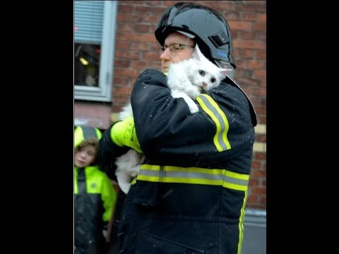 شاهد الحماية المدنية تنقذ قطة من حريق في أغادير