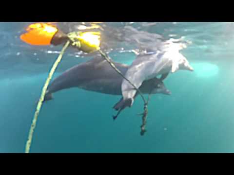 بالفيديو أم دولفين تحارب لإبقاء ابنها حيًا بعد تعلقه بشبكة صيد القروش