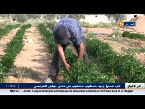 إنتاج وفير في المحاصيل في ولاية باتنة الجزائرية