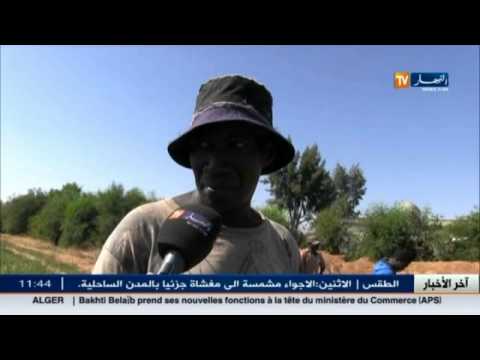 الاستعانة بالأفارقة لجني المحاصيل في ولاية تلمسان