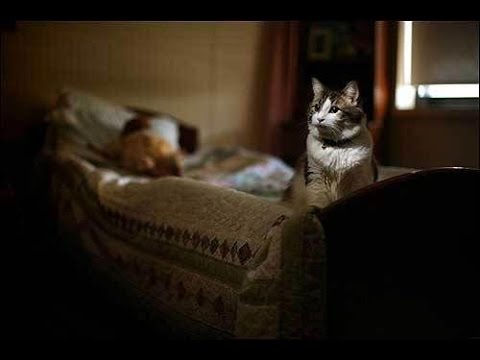 تعرف على معنى رؤية الجن والقط في المنام