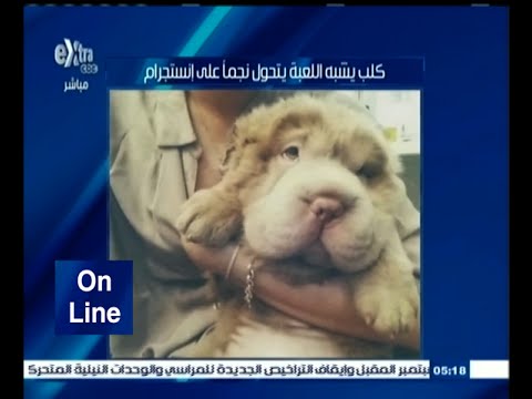 كلب يشبه اللعبة يتحول إلى نجم انستغرام