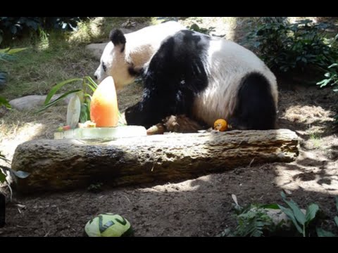 شاهد باندا معمرة تحتفل بعيد ميلادها الـ 37 في الصين