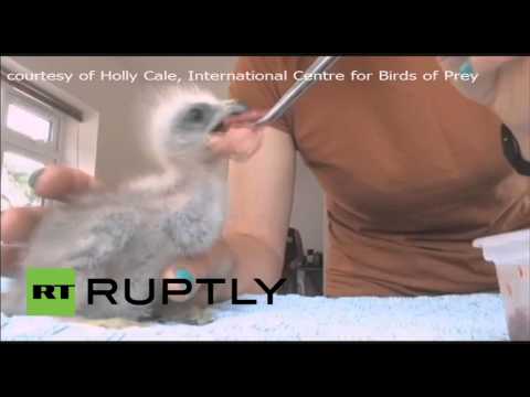 شاهد عملية جراحية تجميلية ناجحة لفرخ طائر الحدأة