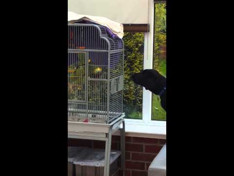 شاهد ببغاء ينتصر على كلب بالنباح