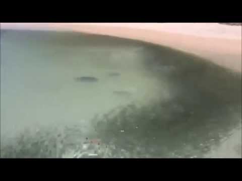 شاهد رد فعل غريب لسرب أسماك لحظة هجوم القرش