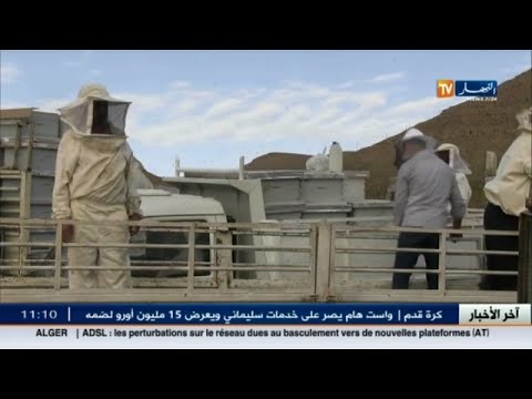 توزيع 400 خلية نحل على 40 فلاحًا في ولاية باتنة