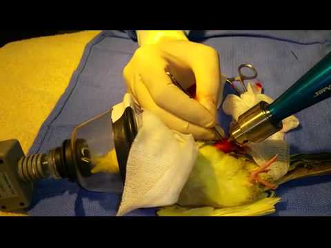 شاهد عملية جراحية لعلاج ساق مكسورة لـببغاء الكروان