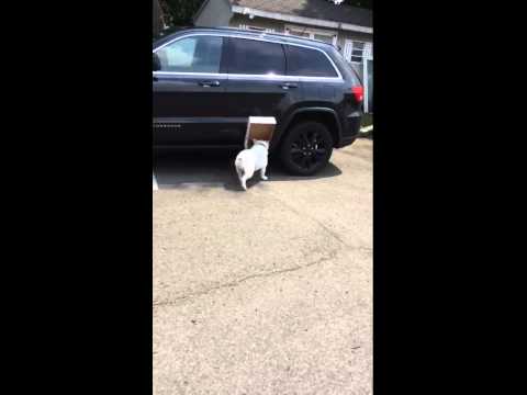 شاهد كلب يشتهر على مواقع التواصل لعشقه للصناديق الكرتونية