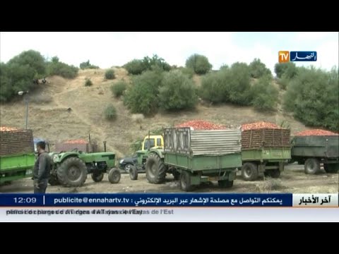 شاهد مشكلات تهدد منتج الطماطم في ولاية قالمة