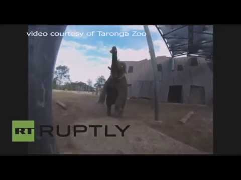 شاهد الفيل غونغ يمارس رياضة الركبي