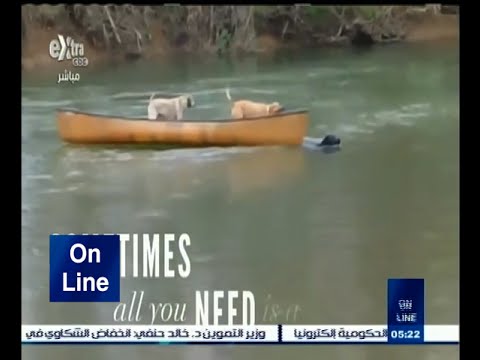 فيديو يظهر مساعدة الحيوانات لبعضها البعض