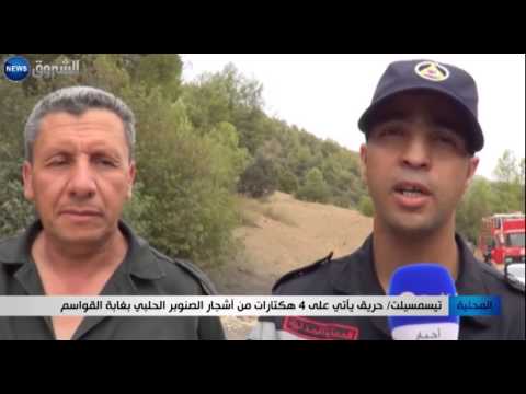 شاهد حريق يأتي على 4 هكتارات من أشجار الصنوبر