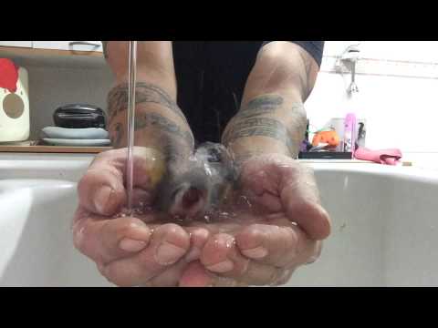 شاهد طائر حسون غريب يفضل الاستحمام في كفى مربيه