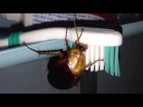 بالفيديو شاهد ماذا تفعل الصراصير في المنزل أثناء نومك